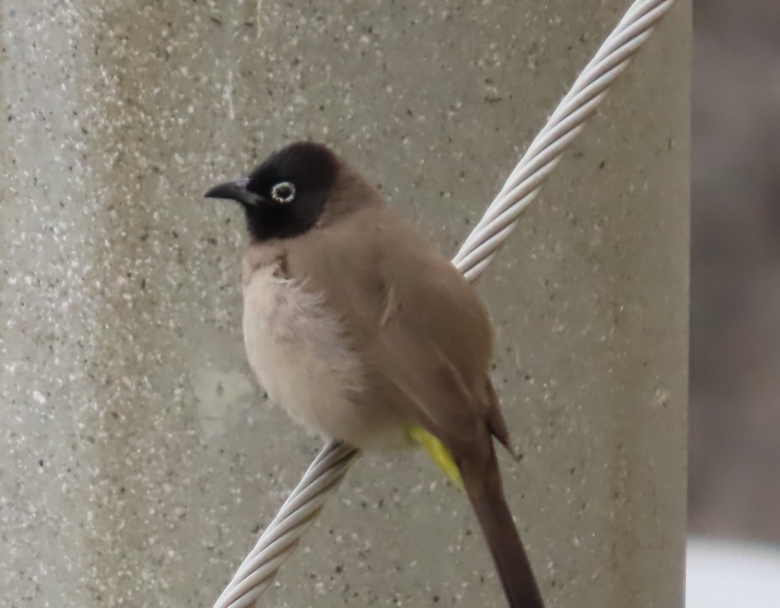 White-spectacled Bulbul